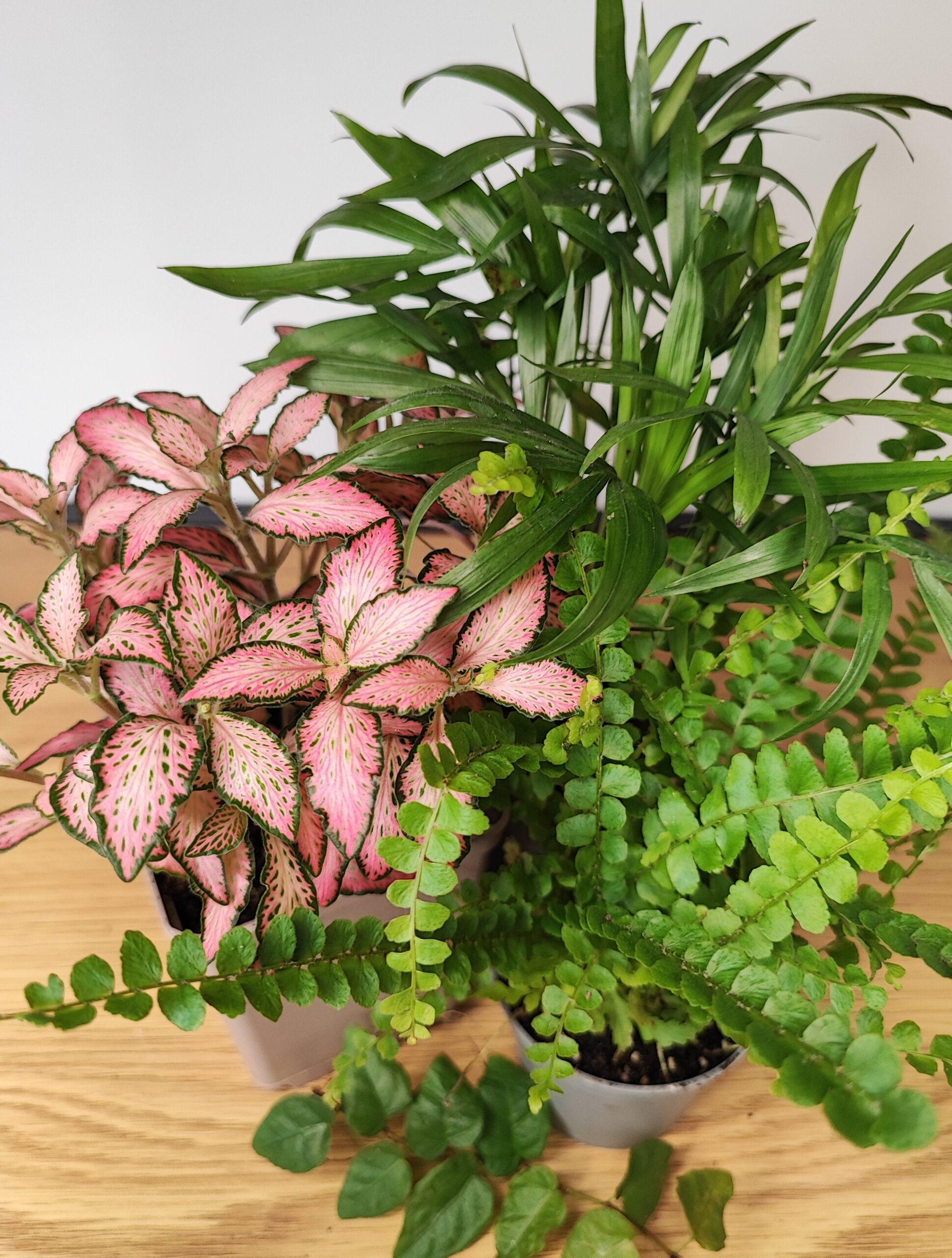 Palmengarten DIY – Bild 2