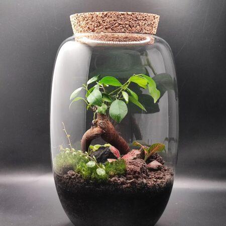 Bonsai - Ficus Ginseng