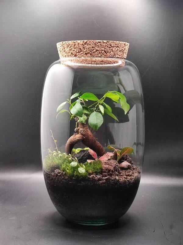 Bonsai - Ficus Ginseng