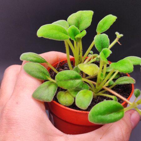 Episcia Dianthiflora