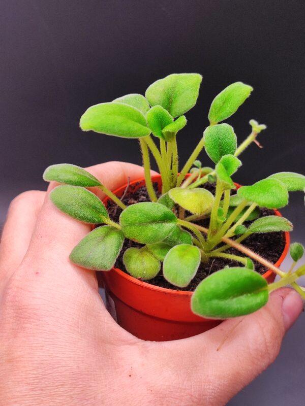 Episcia Dianthiflora