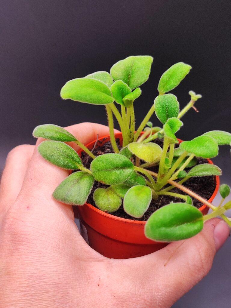 Kleine Alsobia im Dschungelglas