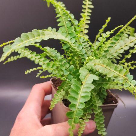 Nephrolepis cordifolia 'Duffii'