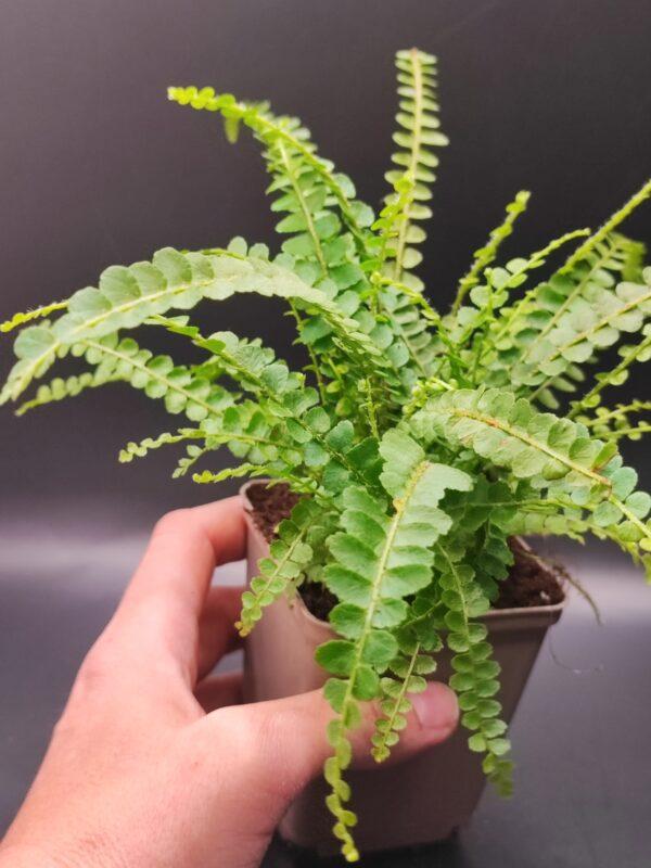 Nephrolepis cordifolia 'Duffii'