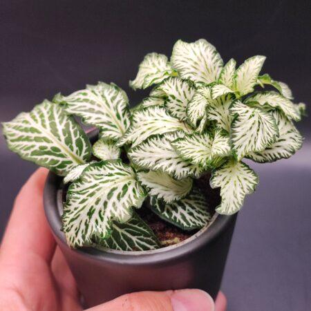Fittonia grün