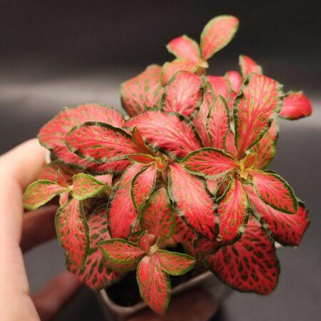 Fittonia rot