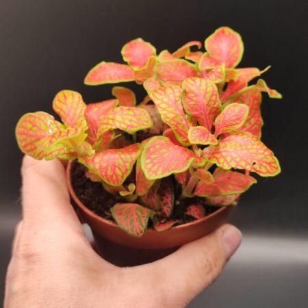 Fittonia bright