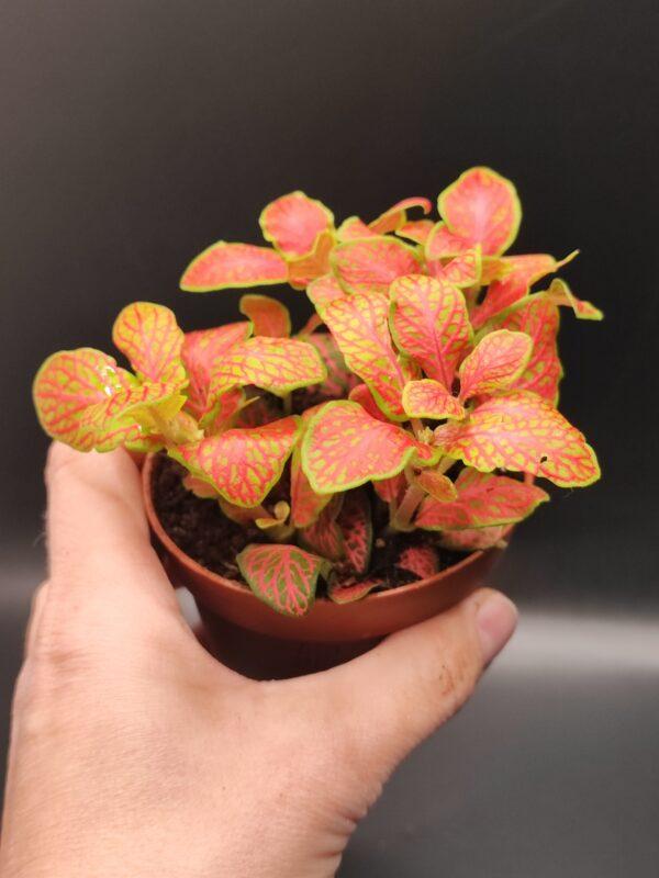 Fittonia bright