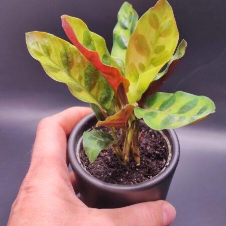 Calathea Lancifolia