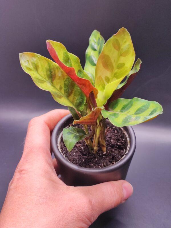 Calathea Lancifolia