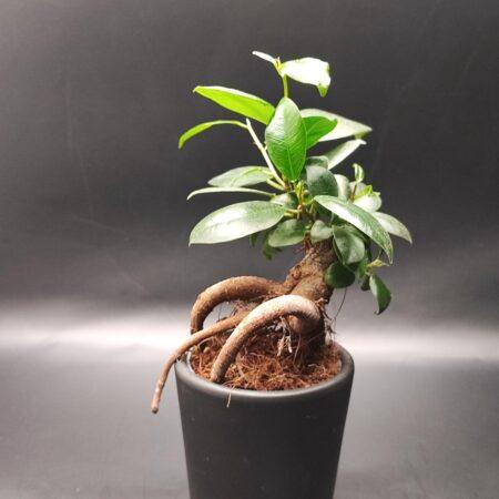 Bonsai - Ficus Ginseng
