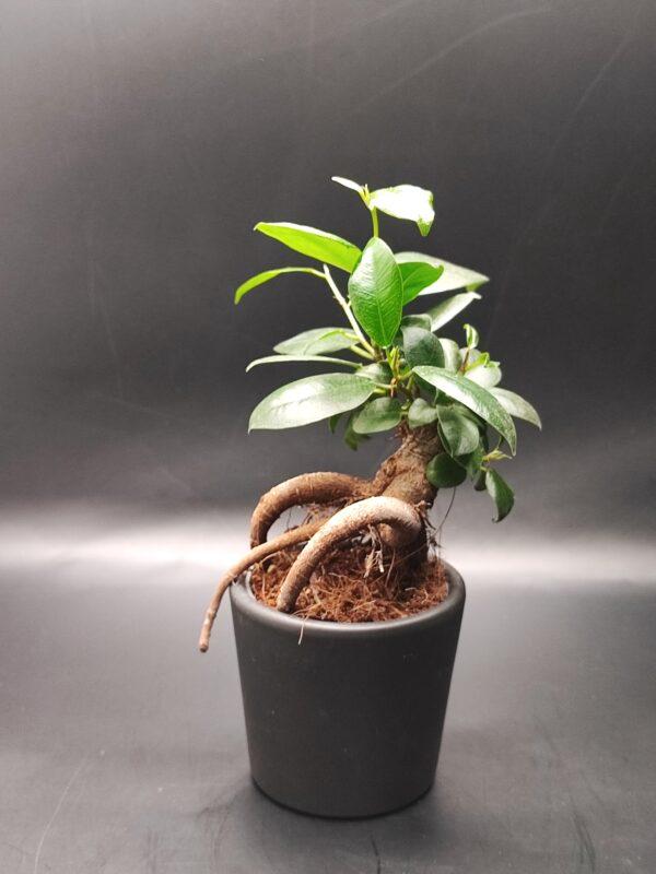 Bonsai - Ficus Ginseng