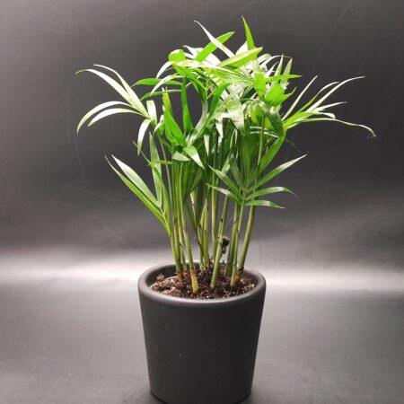 Bergpalme