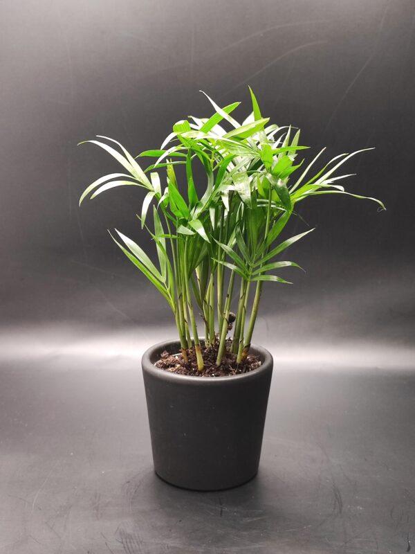 Bergpalme