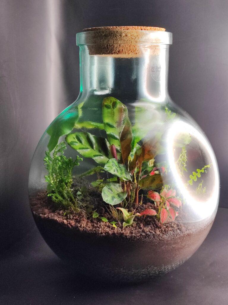 großes bauchiges DschungelGlas mit verschiedenen tropischen Pflanzen, wie Calathea, bepflanzt. fertiger flaschengarten