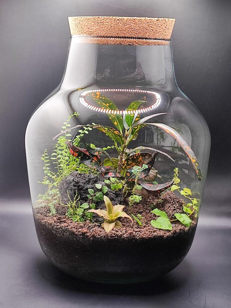 Kroton XL