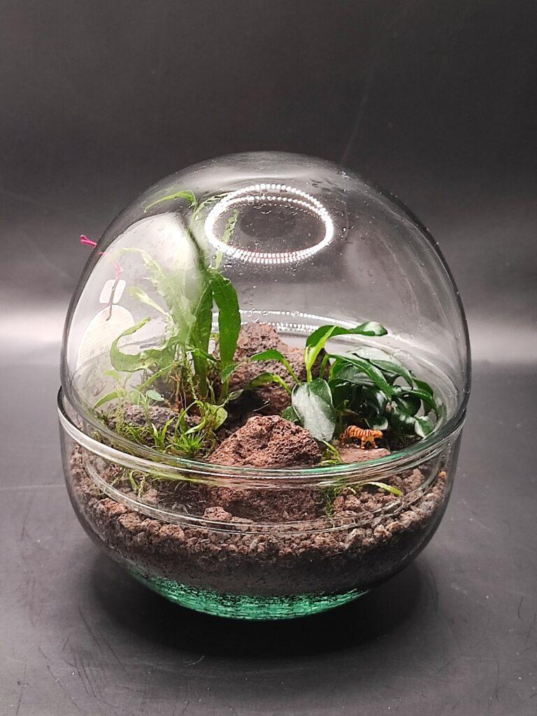 kleines kugeliges Glas bepflanzt mit aquaristischen Pflanzen und kleiner Tigerfigur. fertiger flaschengarten