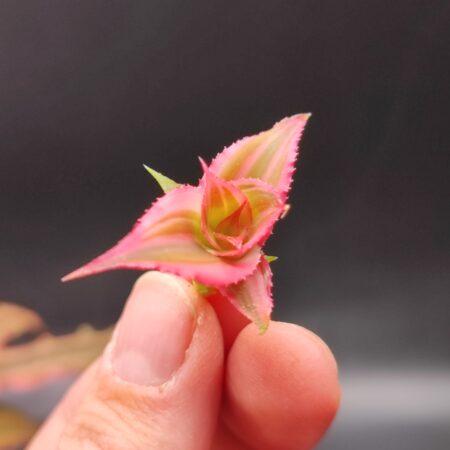 Cryptanthus Bivittatus Ableger