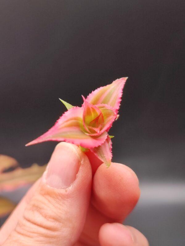 Cryptanthus Bivittatus Ableger