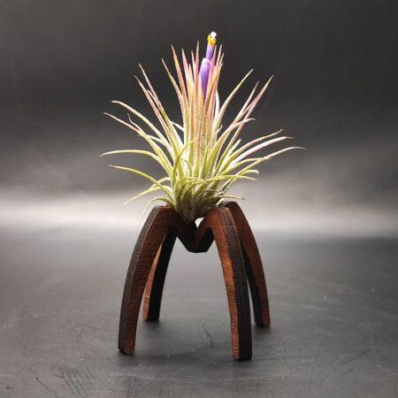 Tillandsia Ionantha ionantha