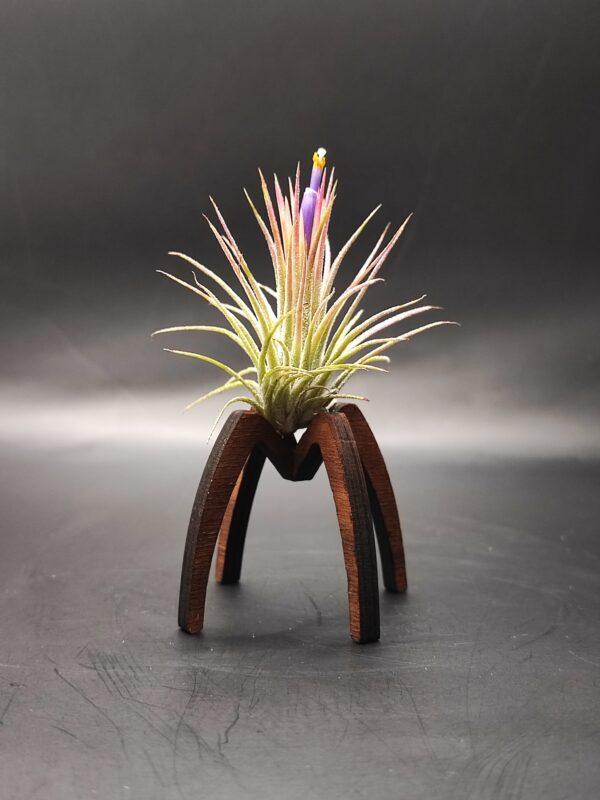 Tillandsia Ionantha ionantha
