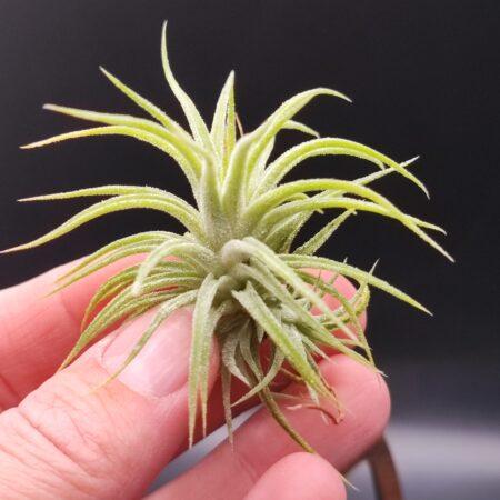 Tillandsia Ionantha huamelula