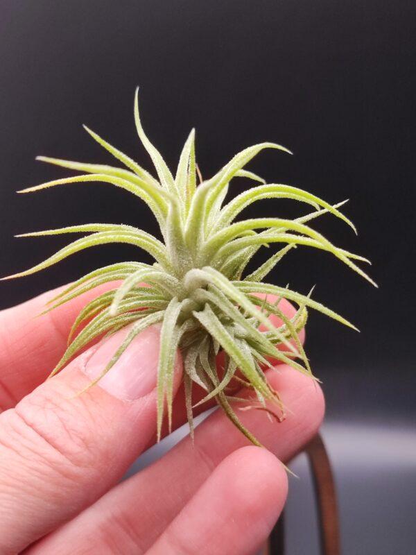 Tillandsia Ionantha huamelula