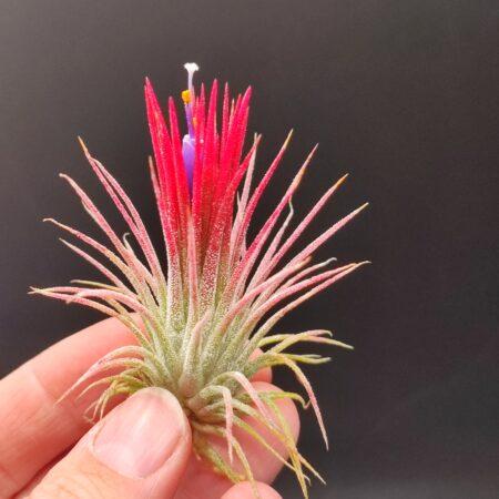 Tillandsia Ionantha fuego