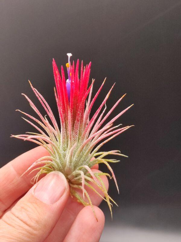 Tillandsia Ionantha fuego