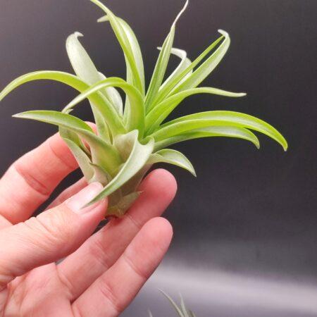 Tillandsia brachycaulos multiflora