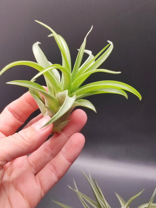 Tillandsia brachycaulos multiflora