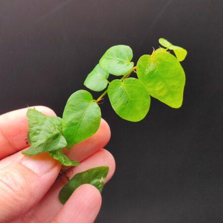 Ranke Ficus Pumila
