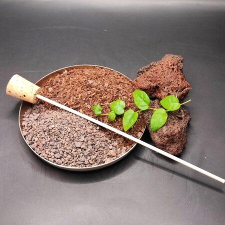 Beispiel Zubehör DIY Kit - Flaschengarten , mit Substrat, Lavagranulat, Lavabrocken, Korkstäbchen Werkzeug und Ficusranke