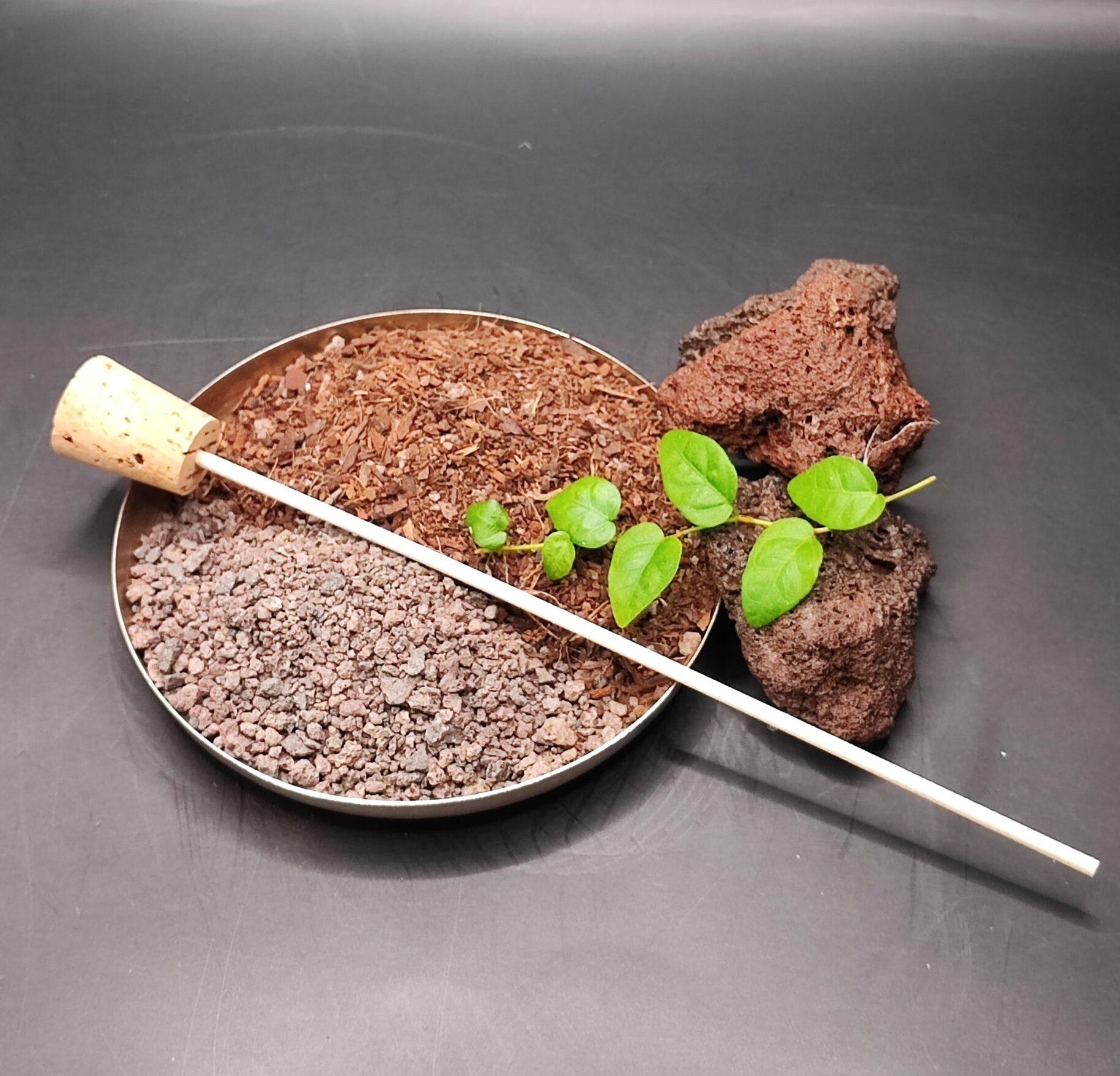 Beispiel Zubehör DIY Kit - Flaschengarten , mit Substrat, Lavagranulat, Lavabrocken, Korkstäbchen Werkzeug und Ficusranke