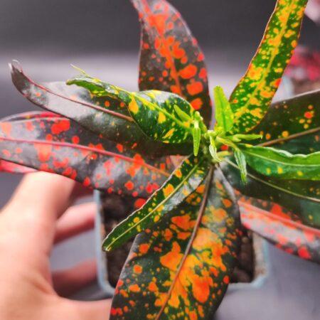 Wunderstrauch, Kroton, Codiaeum variegatum 'Bush on Fire' von oben