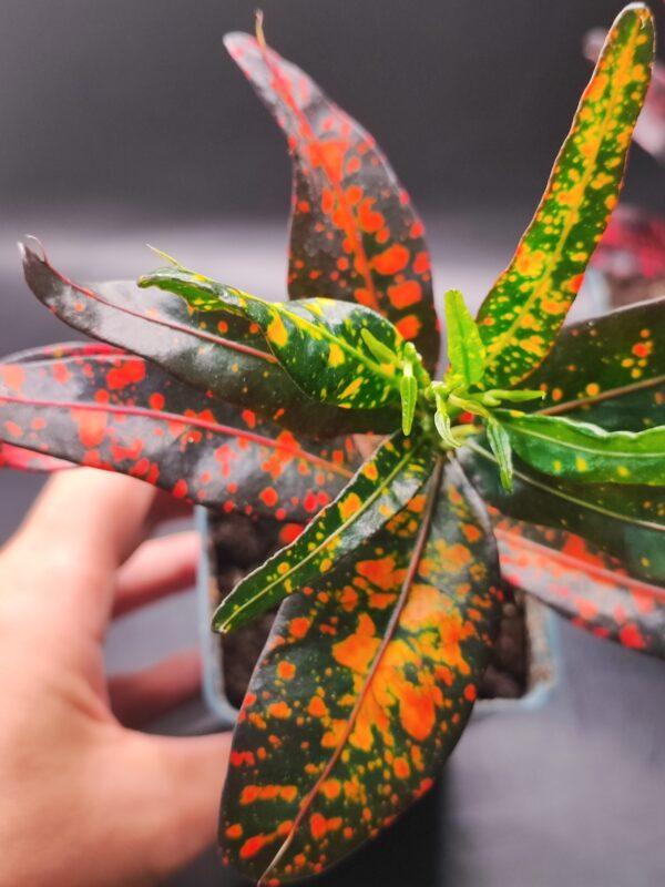 Wunderstrauch, Kroton, Codiaeum variegatum 'Bush on Fire' von oben